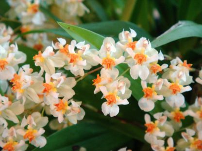 Onc. TWINKLE 'Fragrant Fantasy'  FRAGRANT BLOOMS easy to grow and bloom! Miniature windowsillsize, cool and warm tolerant. White flowered variety. NOT IN BLOOM/BUD WHEN SHIPPED