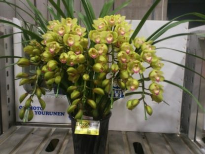 Cymbidium Enzan Olive ‘Emerald Feather’  blooms with tons of green flowers, exceptionally easy to grow and bloom, vigorous and hardy - Image 2