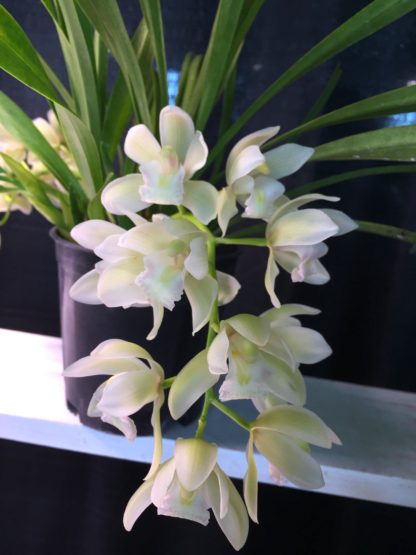 Cymbidium Sarah Jean 'Ice Cascade'  a topselling orchid of all time EASY to grow and BLOOM mildly FRAGRANT flowers excellent for beginners - Image 2