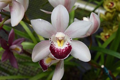 Cymbidium Street of Gold  fragrant blooms, compact warm growing, small footprint, easy hardy (NOT inbud/bloom when shipped) - Image 2