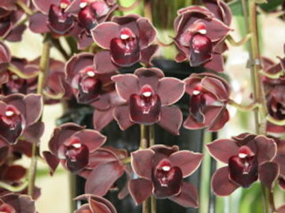 Cym Koushu Fire  exciting dark red maroon flower vigorous hardy topshelf Japanese breeding floriferous Cymbidium EASY TO GROW - Image 2