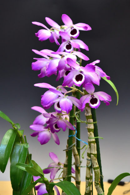 Dendrobium nobile important species from Asia, easy to grow and bloom, used in Chinese medicine (NOT in bud/bloom when shipped) - Image 2