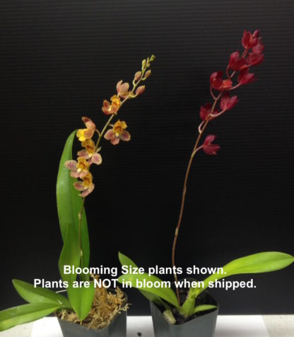 Hwra Lava Burst Pacific Sunrise 'Puanani'  super easy to grow and bloom, cute miniature orchid, mildly fragrant, red blooms, lots of fun! (NOT IN BLOOM/BUD WHEN SHIPPED) - Image 3