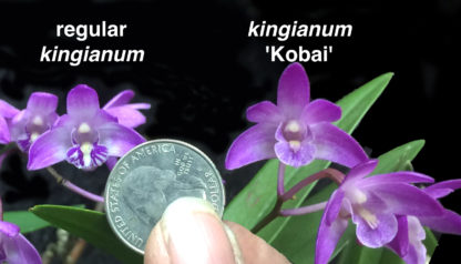 Dendrobium kingianum ‘Kobai’ big dark blooms fastgrowing easiest orchid ever (NOT in bud/bloom when shipped) - Image 2