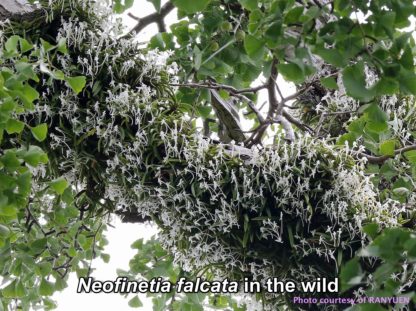 Neofinetia falcata  Samurai orchid from Japan fragrant blooms compact perfect for windowsill - Image 4