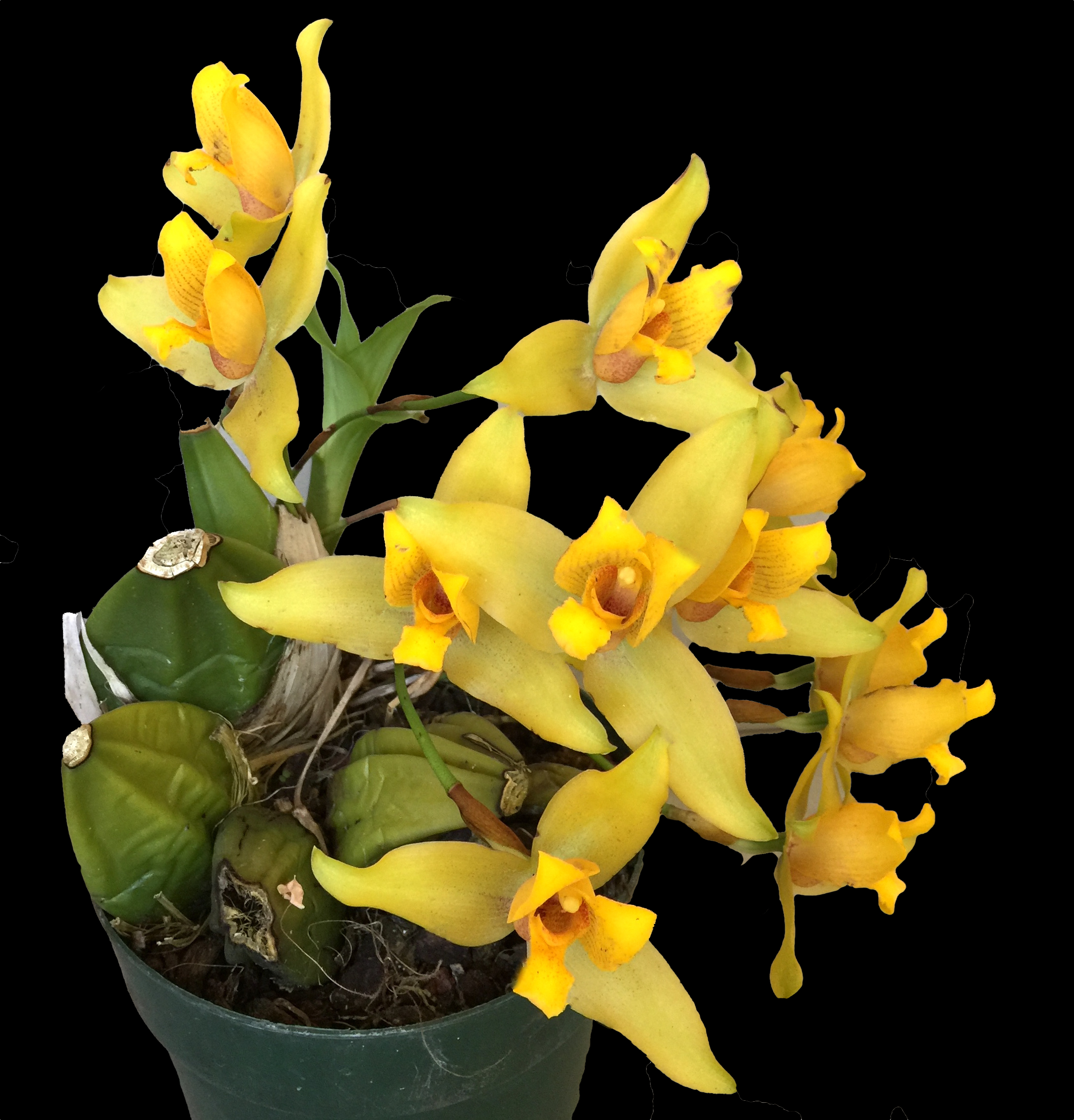 Lycaste Liberty ´Greenland´ New Scent Orchid Orchids