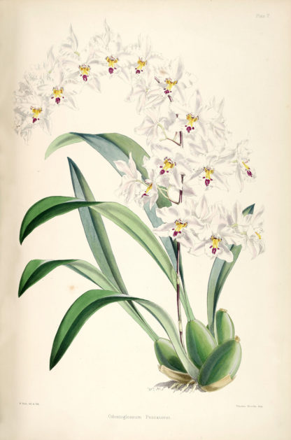 Odm. Nobile  Colombian species white blooms Easy to grow, windowsillsize, cool and warm tolerant.  NOT IN BLOOM/BUD WHEN SHIPPED - Image 2