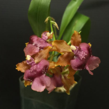 Onc. Pacific Sunrise 'Hakalau'  Easy to grow, cool and warm tolerant.  NOT IN BLOOM/BUD WHEN SHIPPED - Image 2