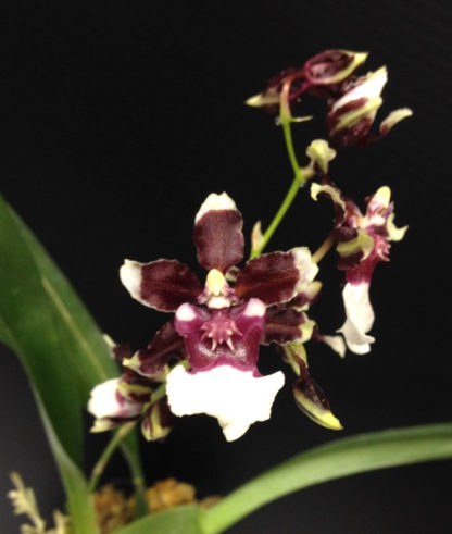 Onc. Heaven Scent 'Redolence'  FRAGRANT CHOCOLATESCENTED BLOOMS Easy to grow, windowsillsize, cool and warm tolerant.  NOT IN BLOOM/BUD WHEN SHIPPED - Image 2