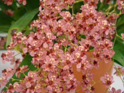 Onc. TWINKLE 'Pink Profusion'  FRAGRANT BLOOMS easy to grow and bloom! Miniature windowsillsize, cool and warm tolerant. Pink flowered variety. NOT IN BLOOM/BUD WHEN SHIPPED - Image 2
