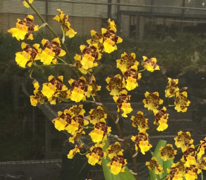 Onc. Golden Leopard  chocolate fragrant blooms easy to grow many flowers, giant inflorescence (NOT in bud/bloom when shipped) - Image 3