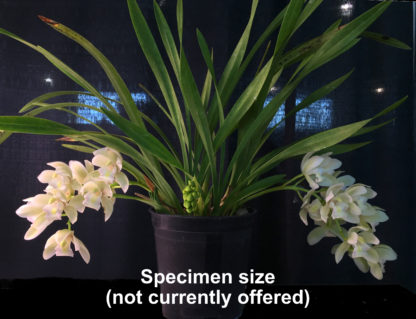 Cymbidium Sarah Jean 'Ice Cascade'  a topselling orchid of all time EASY to grow and BLOOM mildly FRAGRANT flowers excellent for beginners - Image 3