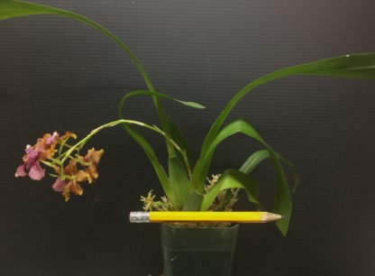 Onc. Pacific Sunrise 'Hakalau'  Easy to grow, cool and warm tolerant.  NOT IN BLOOM/BUD WHEN SHIPPED - Image 3