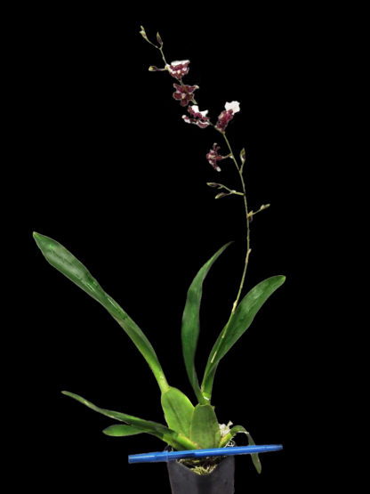 Onc. Heaven Scent 'Redolence'  FRAGRANT CHOCOLATESCENTED BLOOMS Easy to grow, windowsillsize, cool and warm tolerant.  NOT IN BLOOM/BUD WHEN SHIPPED - Image 3