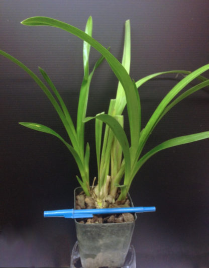 Cymbidium Koushu Mae  blooms red maroon flowers, exceptionally easy to grow, vigorous and hardy.  Compact grower, small footprint. (NOT IN BLOOM WHEN SHIPPED) - Image 3