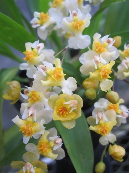 Onc. TWINKLE 'Fragrant Fantasy'  FRAGRANT BLOOMS easy to grow and bloom! Miniature windowsillsize, cool and warm tolerant. White flowered variety. NOT IN BLOOM/BUD WHEN SHIPPED - Image 2