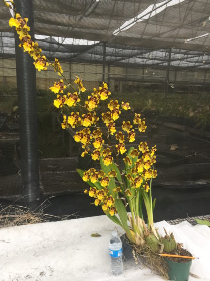 Onc. Golden Leopard  chocolate fragrant blooms easy to grow many flowers, giant inflorescence (NOT in bud/bloom when shipped) - Image 4