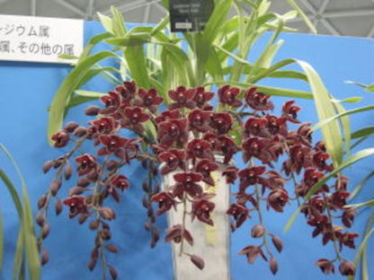 Cym Koushu Fire  exciting dark red maroon flower vigorous hardy topshelf Japanese breeding floriferous Cymbidium EASY TO GROW - Image 3