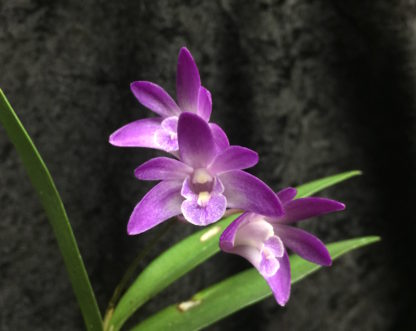 Dendrobium kingianum ‘Kobai’ big dark blooms fastgrowing easiest orchid ever (NOT in bud/bloom when shipped) - Image 3