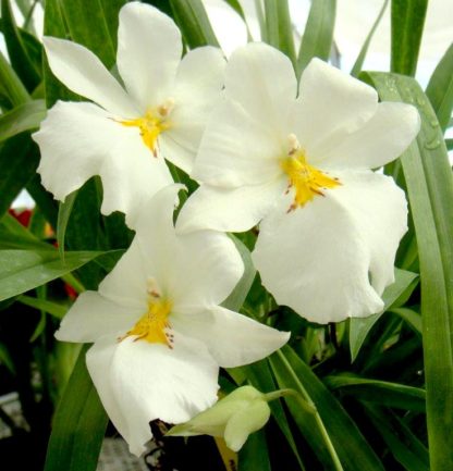 Miltoniopsis Sun Glow 'Amazing'  FRAGRANT BLOOMS easy to grow, white flowers, pansy orchid SEEDLING SIZE OFFERED.  NOT IN BLOOM/BUD WHEN SHIPPED - Image 2