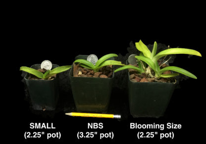 Sarcochilus Picotee  hardy Australian species easy to grow and bloom, fragrant flowers, compact plant(NOT in bud/bloom when shipped) - Image 4