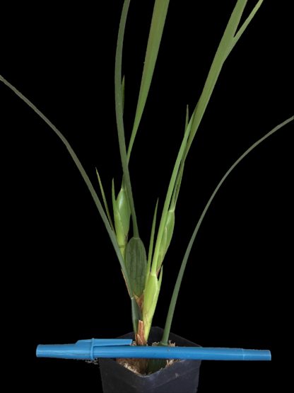 Coconut Pie Fragrance Orchid  Maxillaria Tenuifolia  Very Easy to Grow, one of our top three bestselling plants (NOT IN BLOOM WHEN SHIPPED) - Image 3