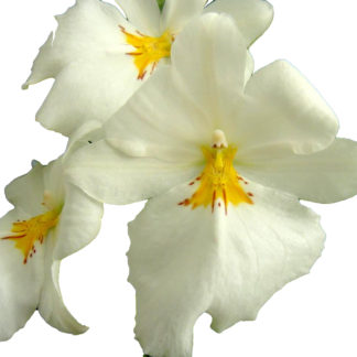 Miltoniopsis Sun Glow 'Amazing'  FRAGRANT BLOOMS easy to grow, white flowers, pansy orchid SEEDLING SIZE OFFERED.  NOT IN BLOOM/BUD WHEN SHIPPED