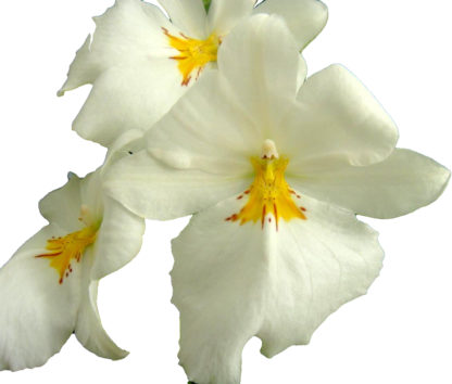 Miltoniopsis Sun Glow 'Amazing'  FRAGRANT BLOOMS easy to grow, white flowers, pansy orchid SEEDLING SIZE OFFERED.  NOT IN BLOOM/BUD WHEN SHIPPED