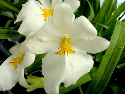 Miltoniopsis Sun Glow 'Amazing'  FRAGRANT BLOOMS easy to grow, white flowers, pansy orchid SEEDLING SIZE OFFERED.  NOT IN BLOOM/BUD WHEN SHIPPED - Image 3