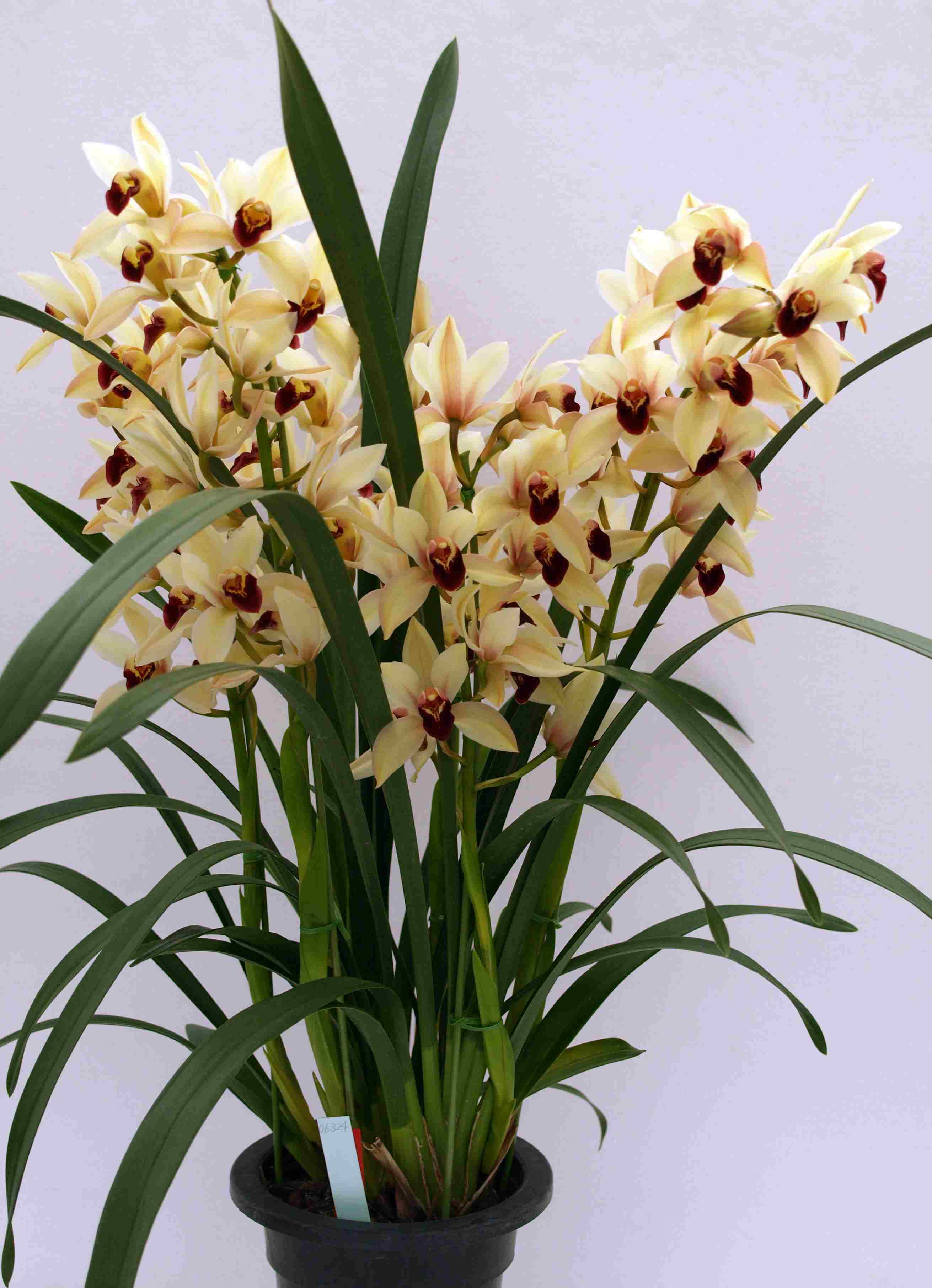 Орхидея цимбидиум как ухаживать. Орхидея Цимбидиум. Цимбидиум тигровая Орхидея. Орхидея Цимбидиум белая. Цимбидиум алоэлистный.