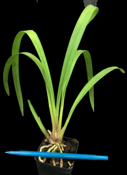 Cym Koushu Fire  exciting dark red maroon flower vigorous hardy topshelf Japanese breeding floriferous Cymbidium EASY TO GROW - Image 4