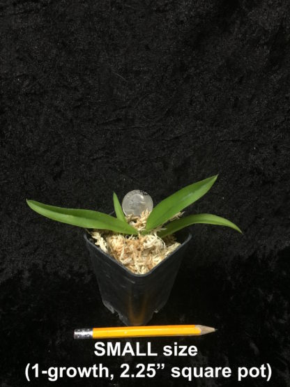 Hwra Lava Burst Pacific Sunrise 'Puanani'  super easy to grow and bloom, cute miniature orchid, mildly fragrant, red blooms, lots of fun! (NOT IN BLOOM/BUD WHEN SHIPPED) - Image 4