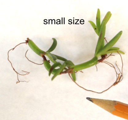 Mediocalcar decoratum  tiny miniature orchid Papua New Guinea exotic but easy to grow perfect for vivariums terrariums orange pumpkinshaped flowers - Image 4