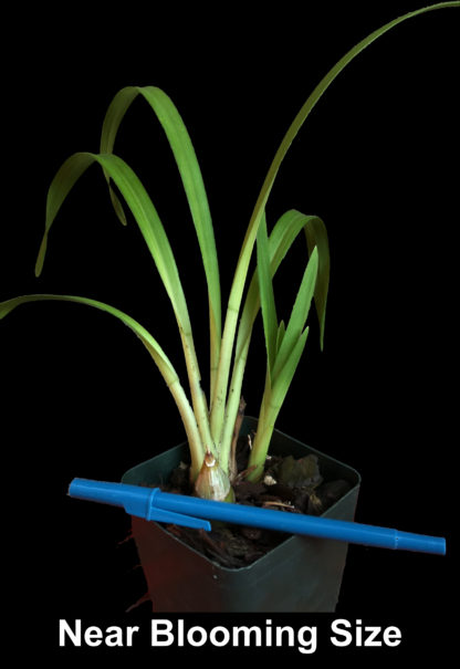 Cymbidium Enzan Olive ‘Emerald Feather’  blooms with tons of green flowers, exceptionally easy to grow and bloom, vigorous and hardy - Image 4
