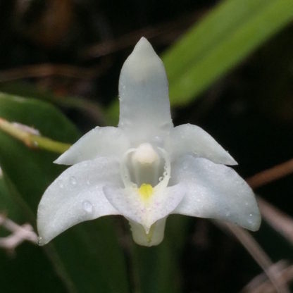 Dendrobium kingianum alba  rare white flower form fragrant easiest orchid ever (NOT in bud/bloom when shipped)