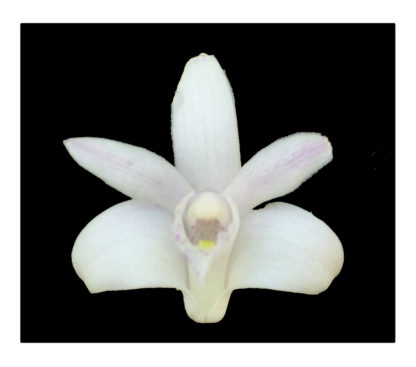 Dendrobium kingianum ‘Jackpot’ variegated leaves AND white flower form fragrant easiest orchid ever (NOT in bud/bloom when shipped)