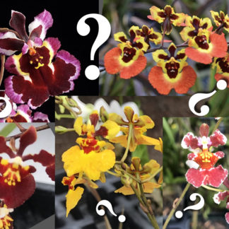 Mystery Tolumnia  equitant Oncidiums no_ID extremely colorful and showy blooms, vigorous fastgrowing miniature great for windowsill