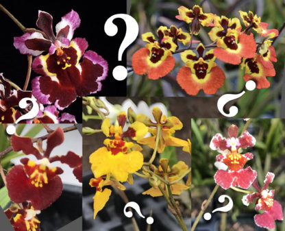 Mystery Tolumnia  equitant Oncidiums no_ID extremely colorful and showy blooms, vigorous fastgrowing miniature great for windowsill