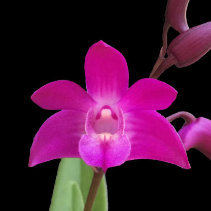 Den Jonathan’s Glory ‘Dark Joy’ Australian kingianum hybrid big deep violet blooms, fragrant, hardy, easy to grow and rebloom (NOT in bud/bloom when shipped) - Image 2