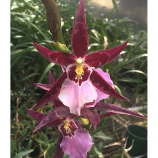Aliceara Marfitch Howard’s Dream  AOS Award of Merit winner. purple blooms lovely patterns fragrant classic easy orchid