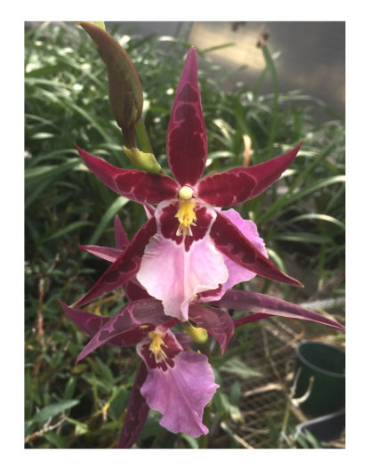 Aliceara Marfitch Howard’s Dream  AOS Award of Merit winner. purple blooms lovely patterns fragrant classic easy orchid