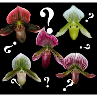 Paphiopedilum Lady Slipper Orchid Maudiae type mystery/no tag, easy and hardy slipper orchid, NOT in bud/bloom when shipped.