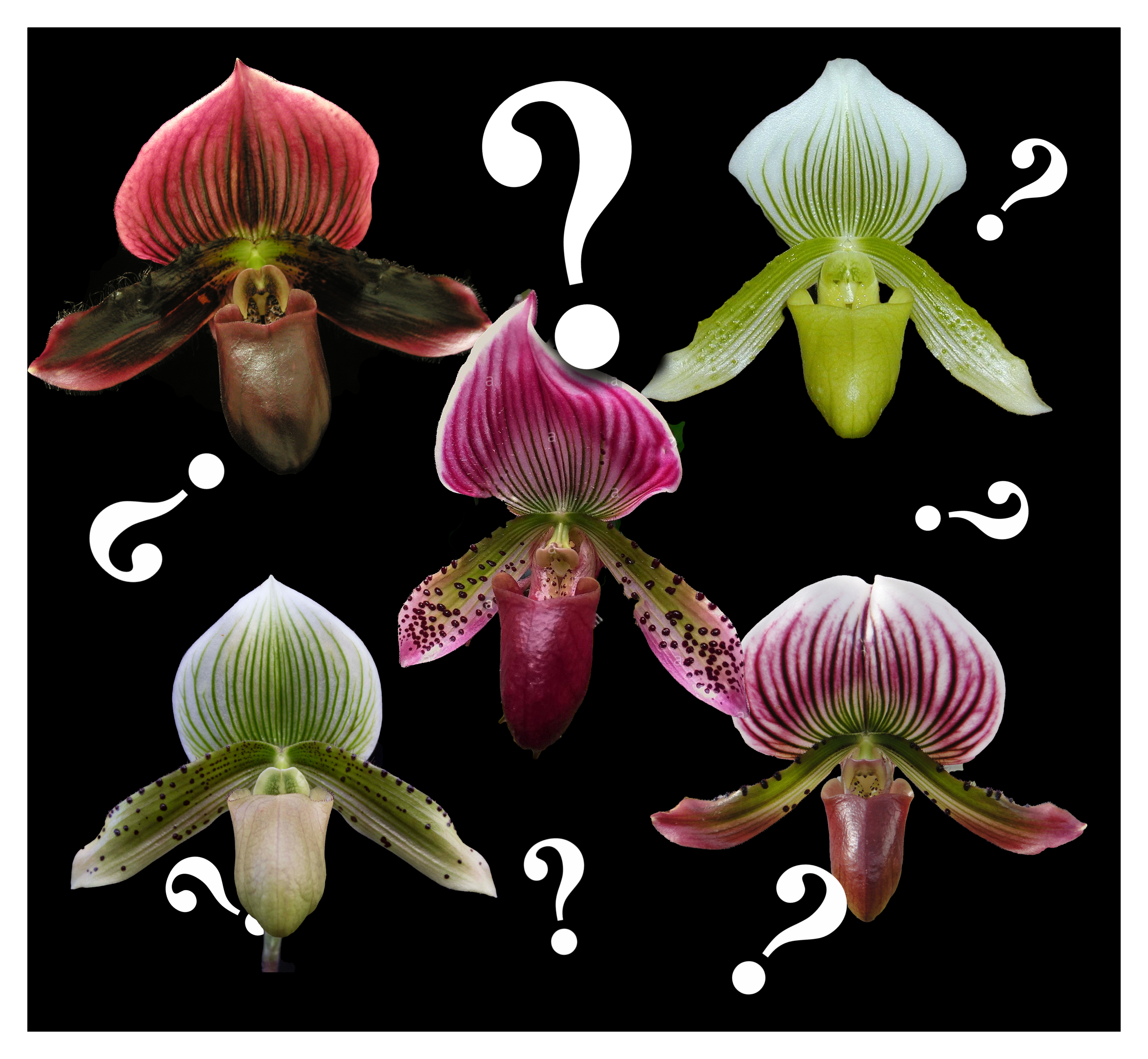Hardy lady slipper clearance orchids