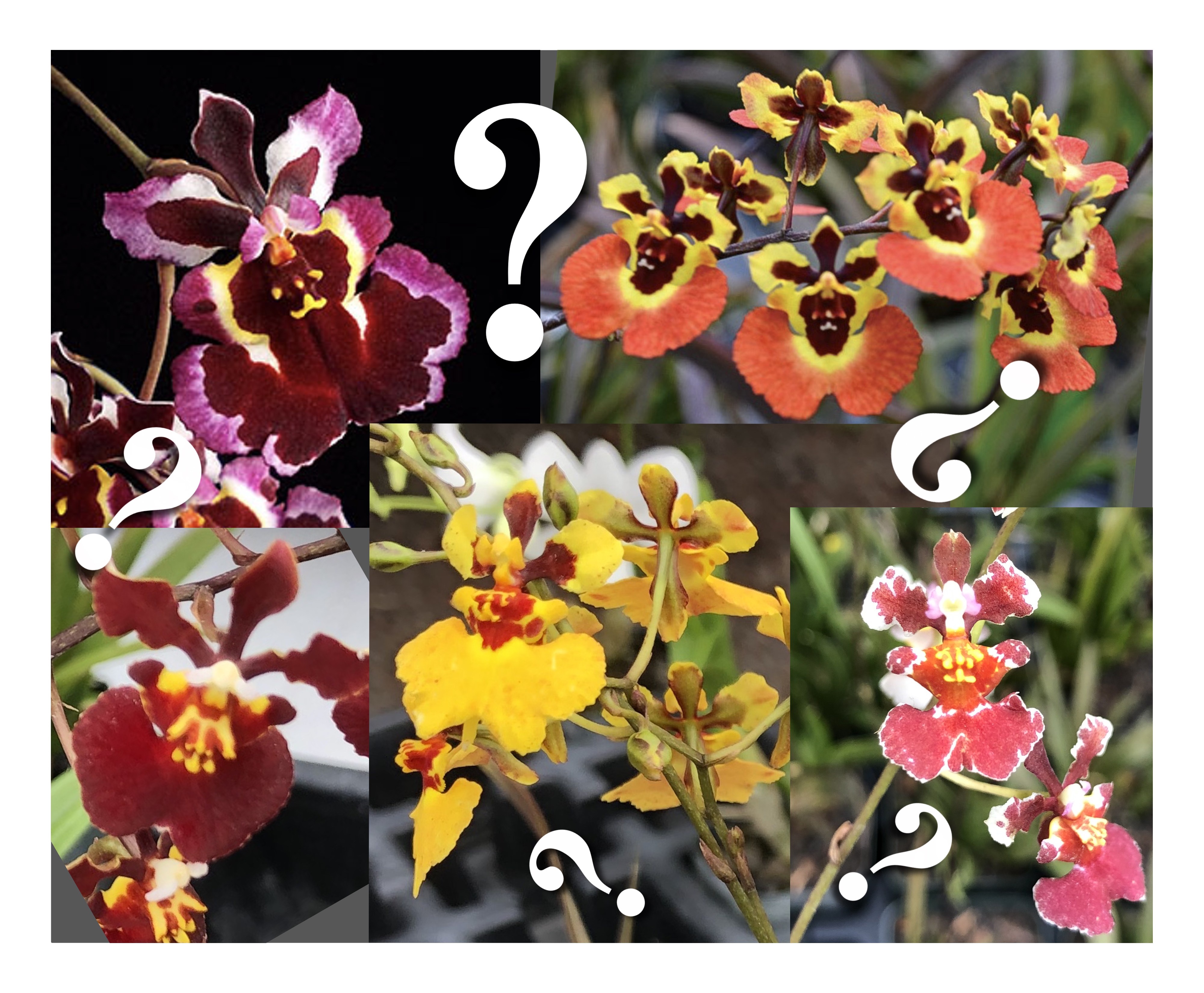 Mystery Tolumnia  equitant Oncidiums no_ID extremely colorful and showy blooms, vigorous fastgrowing miniature great for windowsill - Image 2