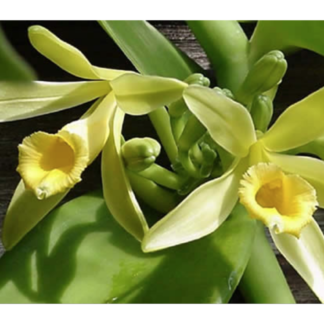 Vanilla planifolia  live plant, the most commercially important Orchid  yes, vanilla flavor comes from an orchid, grows like a vine (not in bud/bloom when shipped)
