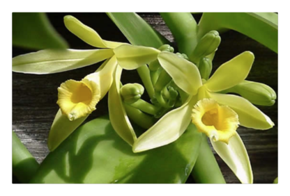 Vanilla planifolia  live plant, the most commercially important Orchid  yes, vanilla flavor comes from an orchid, grows like a vine (not in bud/bloom when shipped)