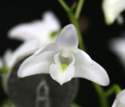 Dendrobium kingianum alba  rare white flower form fragrant easiest orchid ever (NOT in bud/bloom when shipped) - Image 2