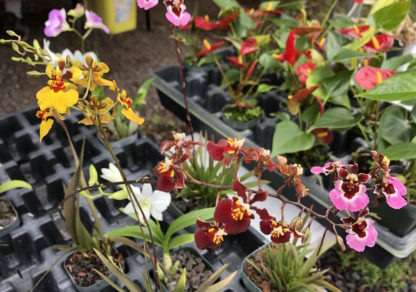 Mystery Tolumnia  equitant Oncidiums no_ID extremely colorful and showy blooms, vigorous fastgrowing miniature great for windowsill - Image 3