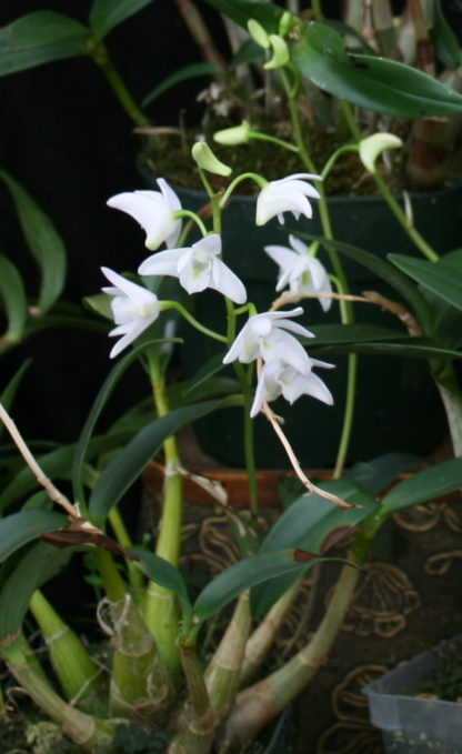 Dendrobium kingianum alba  rare white flower form fragrant easiest orchid ever (NOT in bud/bloom when shipped) - Image 3