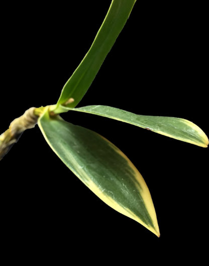 Dendrobium kingianum ‘Jackpot’ variegated leaves AND white flower form fragrant easiest orchid ever (NOT in bud/bloom when shipped) - Image 2